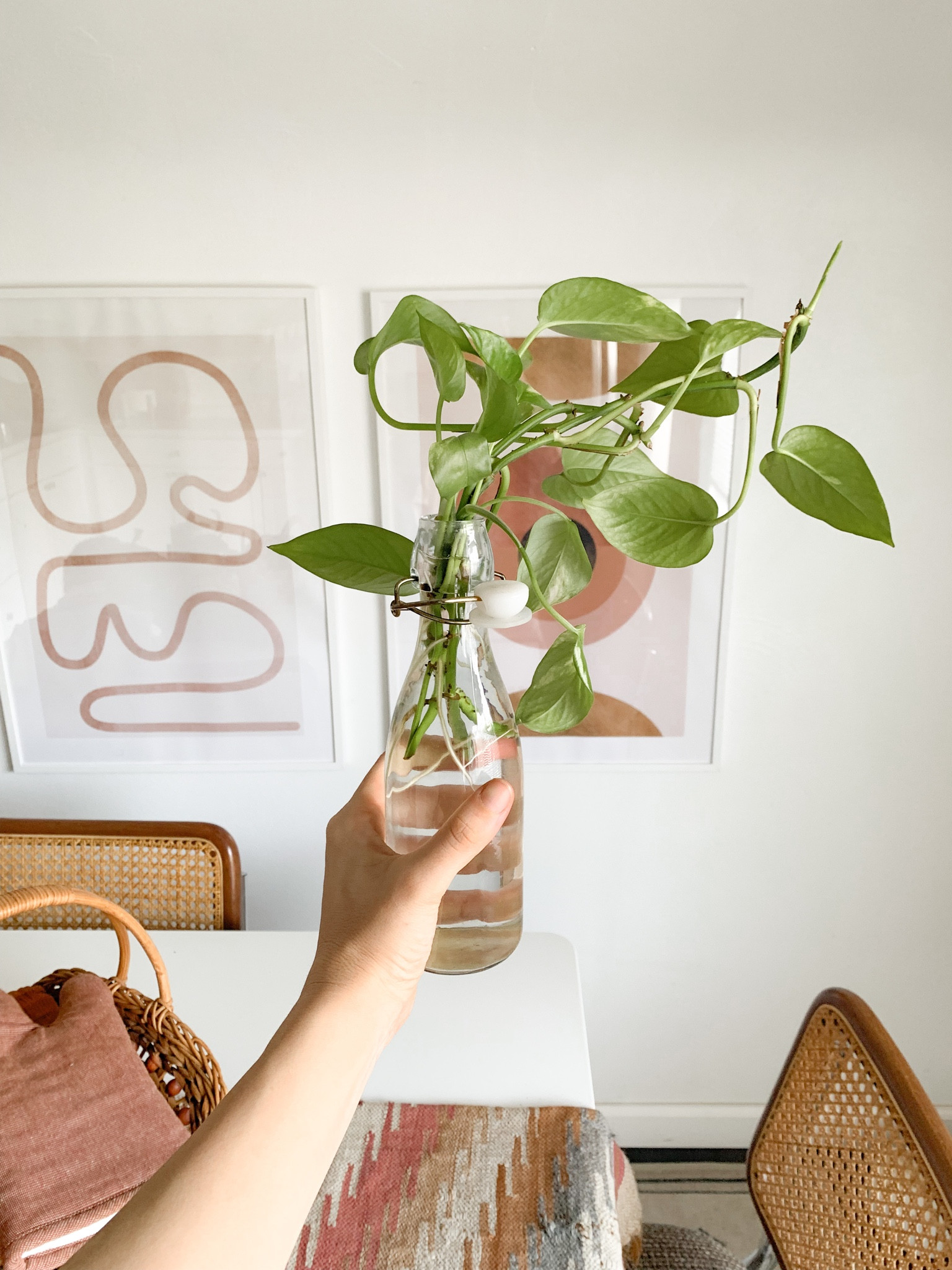 Linking these glass bottles, perfect for water propagations, and some cute boho chic style pots + abstract prints! 🤎

#LTKstyletip #LTKunder100 #LTKhome