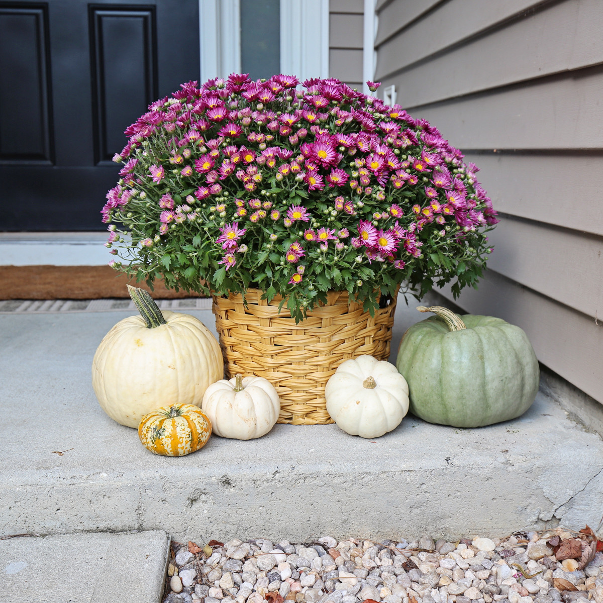 Pre-planted fall mums, fall front porch decor, pretty fall front porch, Walmart mums

#LTKFindsUnder50 #LTKHome #LTKSeasonal