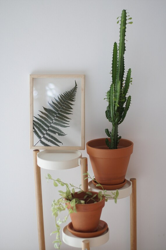 Pressed Fern Wall Art, Plant Lovers Gift Idea | Etsy (US)