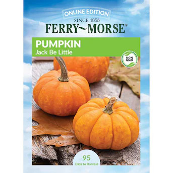 Ferry-Morse Pumpkin Seeds 3.5 Gram(s) | Lowe's