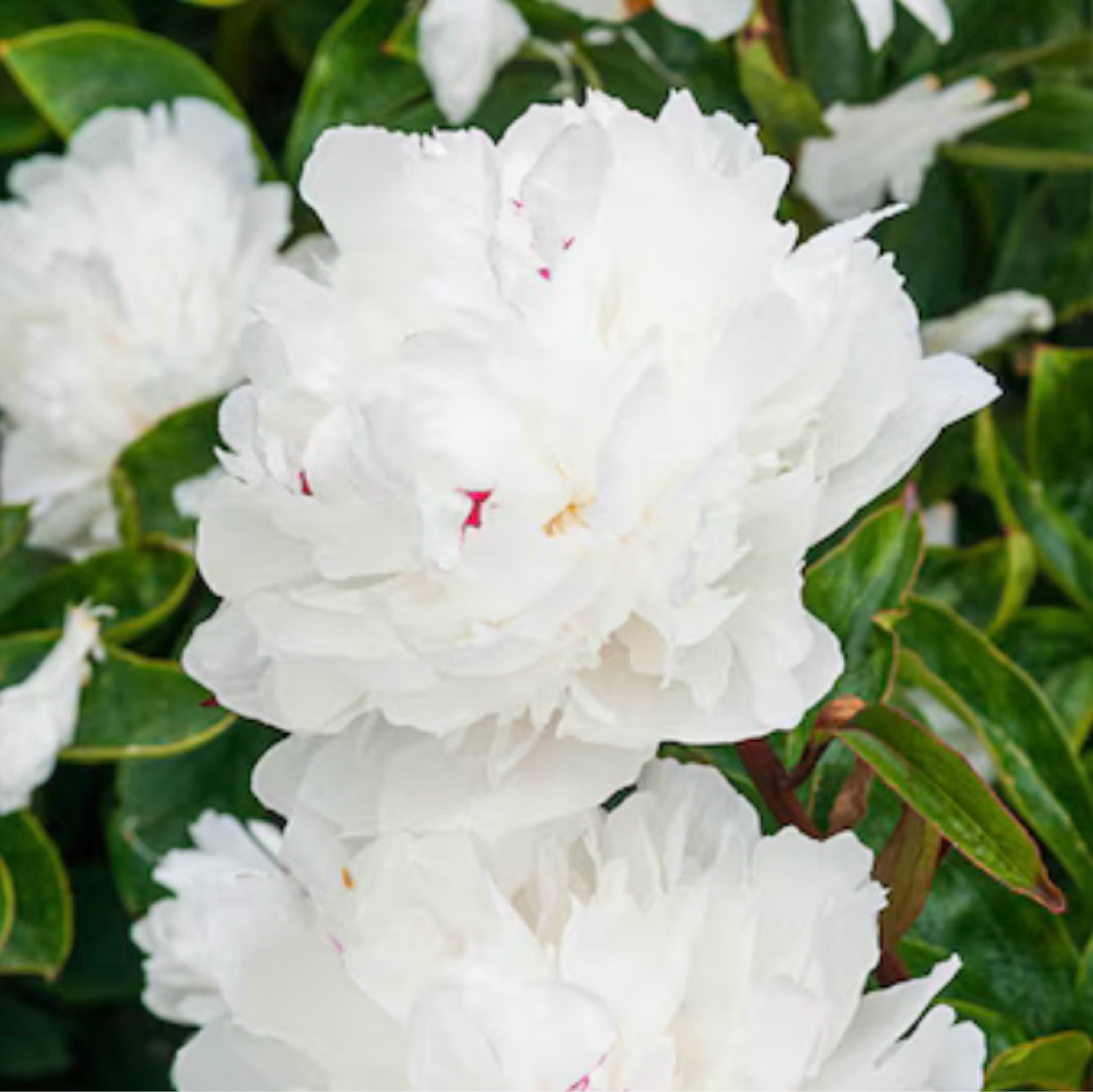 It’s time to plant peonies 🤩

Flower garden 

#LTKfindsunder50 #LTKhome #LTKSeasonal