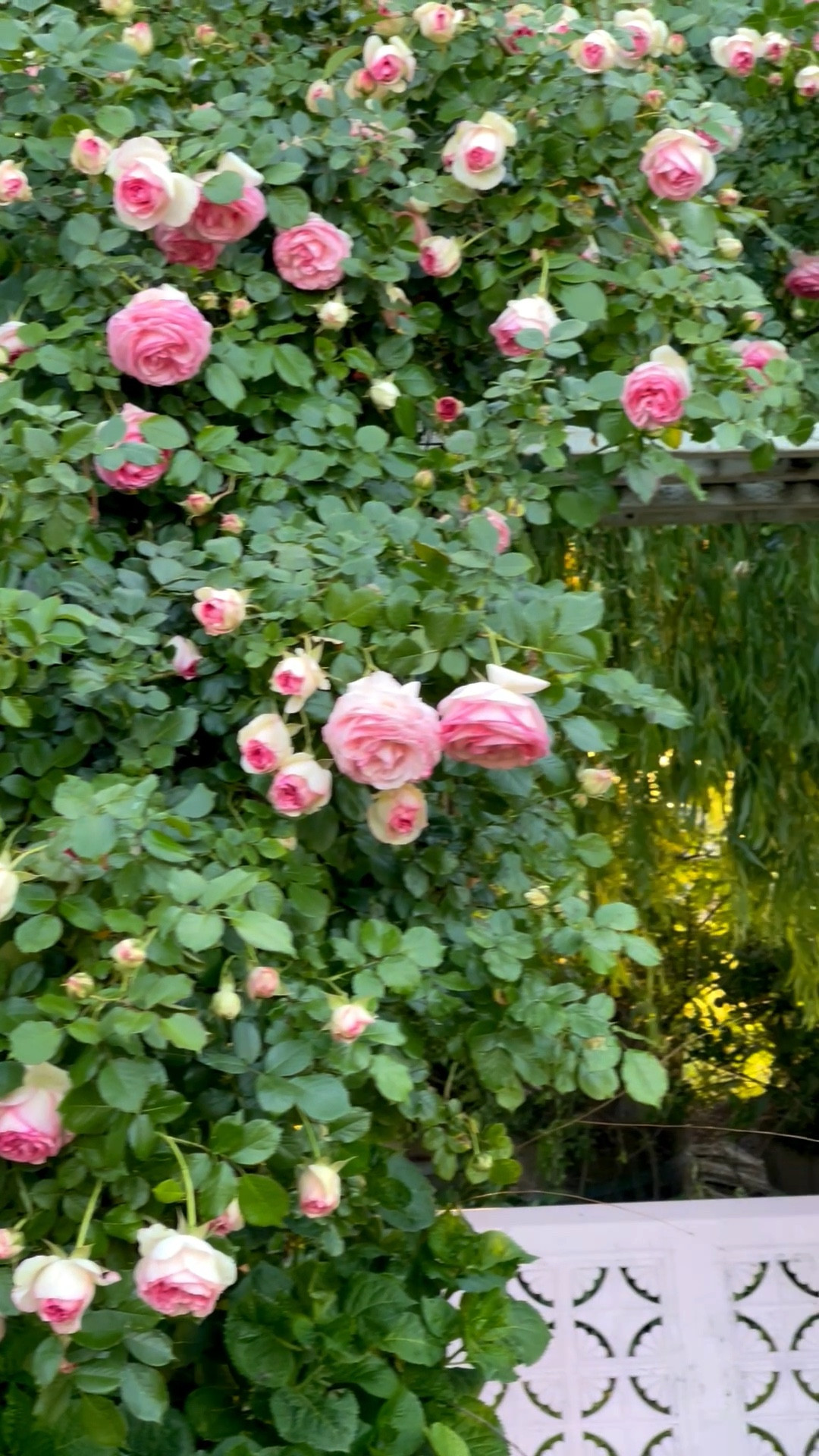 Mother’s Day garden gift idea! My beautiful pink climbing rose bushes over my trellis! I shared the link to these gorgeous roses as well as the soil we use and the drip system! 💗

#LTKHome #LTKMothersDay #LTKSeasonal