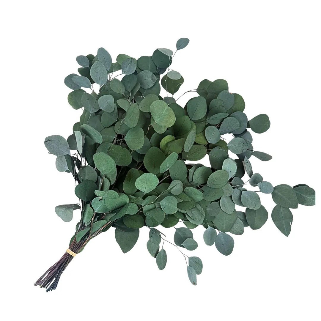 Bring soft, natural greenery into your home with this preserved silver dollar eucalyptus bouquet. Grown on a California farm using organic methods and preserved to last for years, these stems add effortless texture and movement to vases, arrangements, and DIY projects. Wrapped in farmers market–style kraft paper and measuring approximately 20–22 inches, this timeless greenery is perfect for everyday styling or seasonal decor.

#LTKHome #LTKStyle #Eucalyptus #PreservedFlowers #GreeneryDecor #FarmhouseStyle #NeutralDecor #HomeStyling #FloralDecor #DIYDecor #LTKFinds #NaturalHome 

#LTKSeasonal #LTKHome