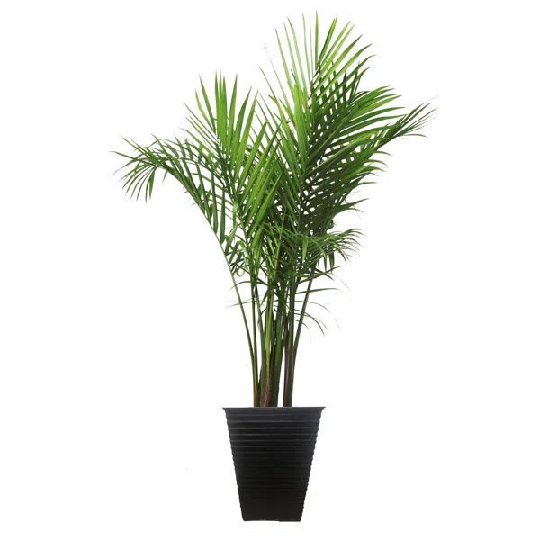Costa Farms 40'' Palm Tree Floor Plant in a Plastic Planter with Air Purifying Qualities | Wayfair North America
