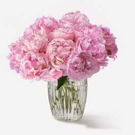 Primrose Peony | FLOWERBX