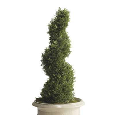 Cypress Spiral Topiary | Frontgate | Frontgate