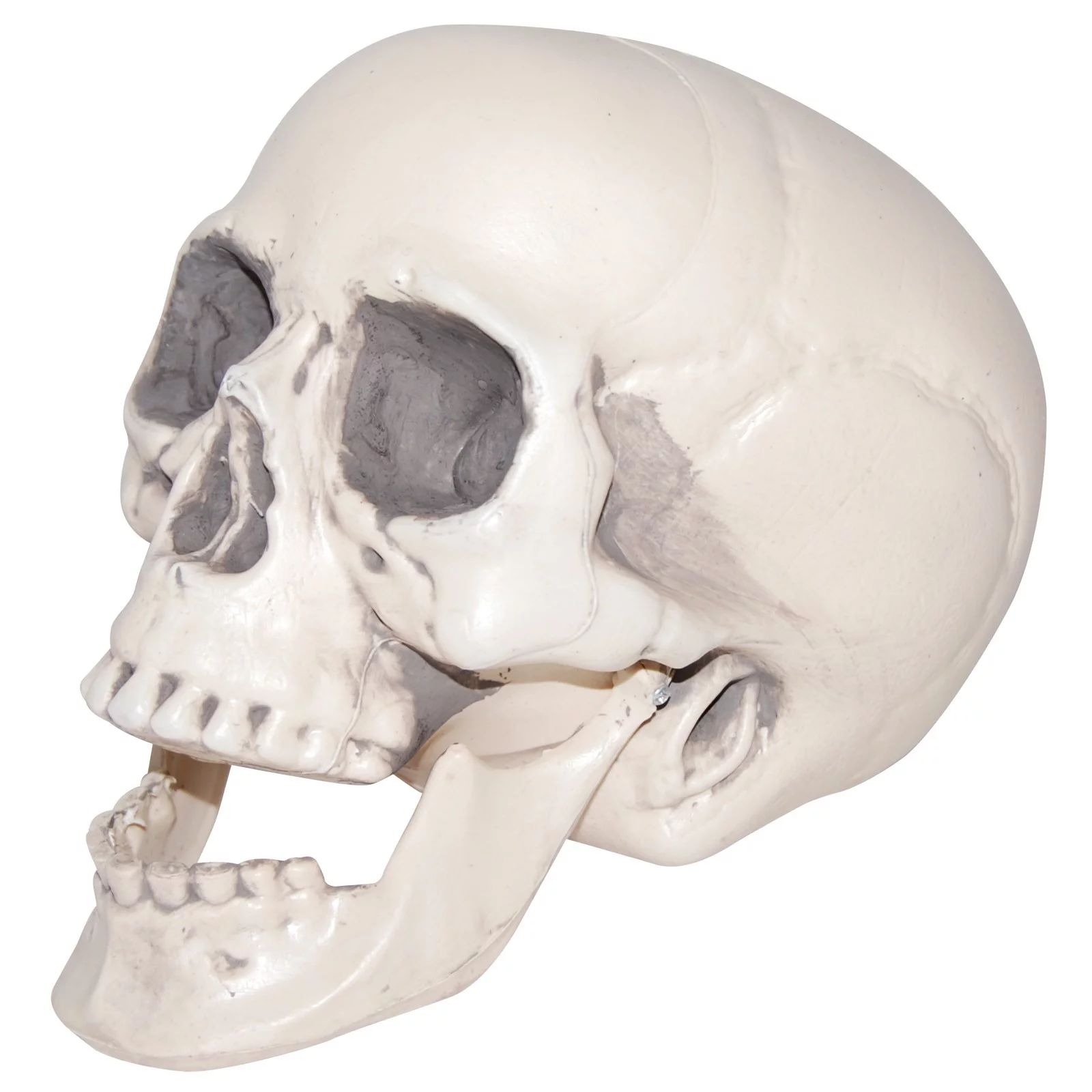 Realistic Plastic Skull - Walmart.com | Walmart (US)