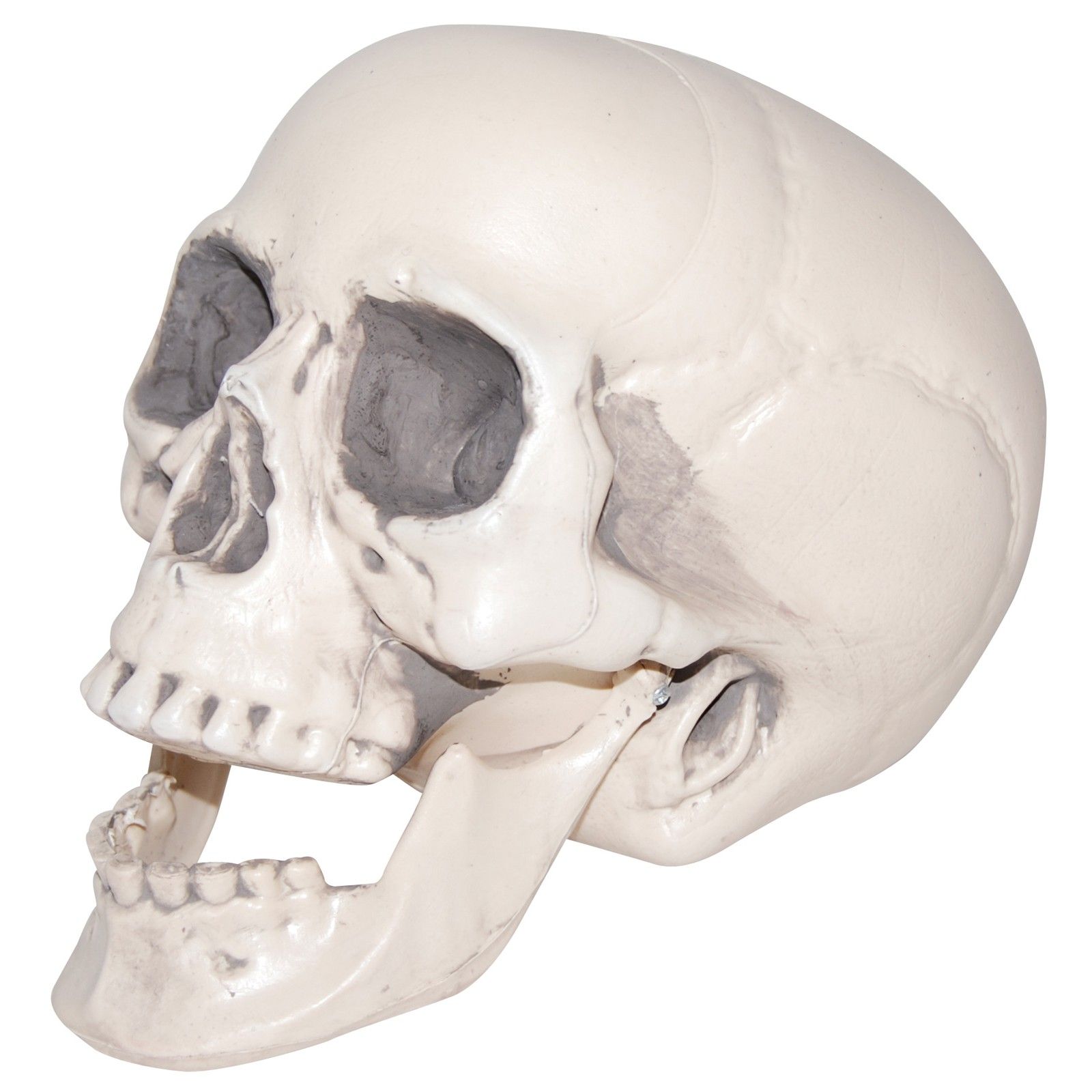 Realistic Plastic Skull - Walmart.com | Walmart (US)