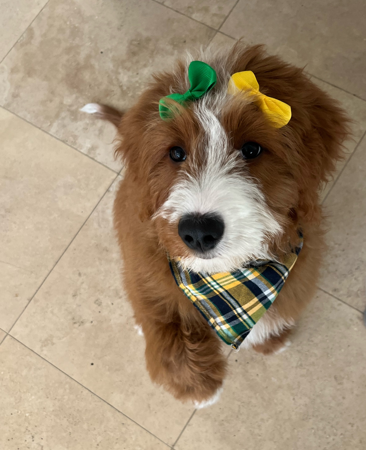 THE CUTEST FLOOF! 💚💛

#LTKbaby #LTKfamily #LTKGiftGuide