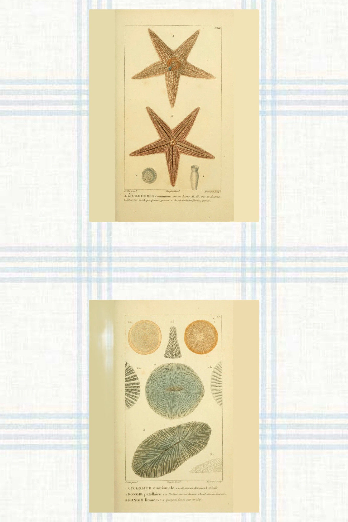 Coral collection prints in two sizes 5x7 or 8x10 

#LTKstyletip #LTKfindsunder50 #LTKhome