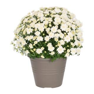 METROLINA GREENHOUSES 1 Gal. White Mum Chrysanthemum Winchester Planter Perennial Plant (1-Pack) ... | The Home Depot