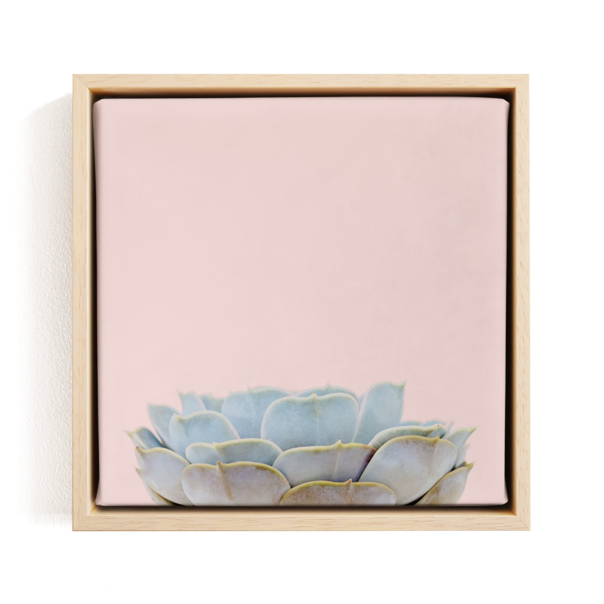 Succulent No2 | Minted