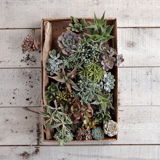 Succulents (Set of 3) | West Elm (US)