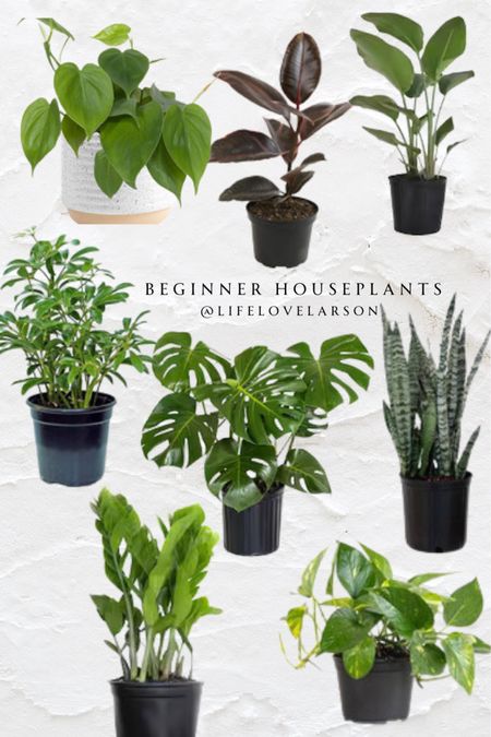 Beginner houseplants, easy plants, live plants 

#LTKHome