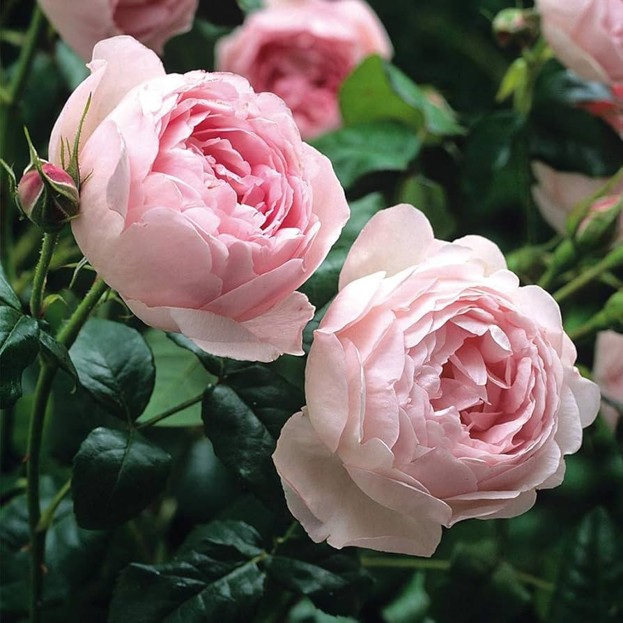 Heirloom Roses David Austin Rose Plant - Scepter'd Isle® Pink Rose Bush, English Roses Live Plan... | Amazon (US)