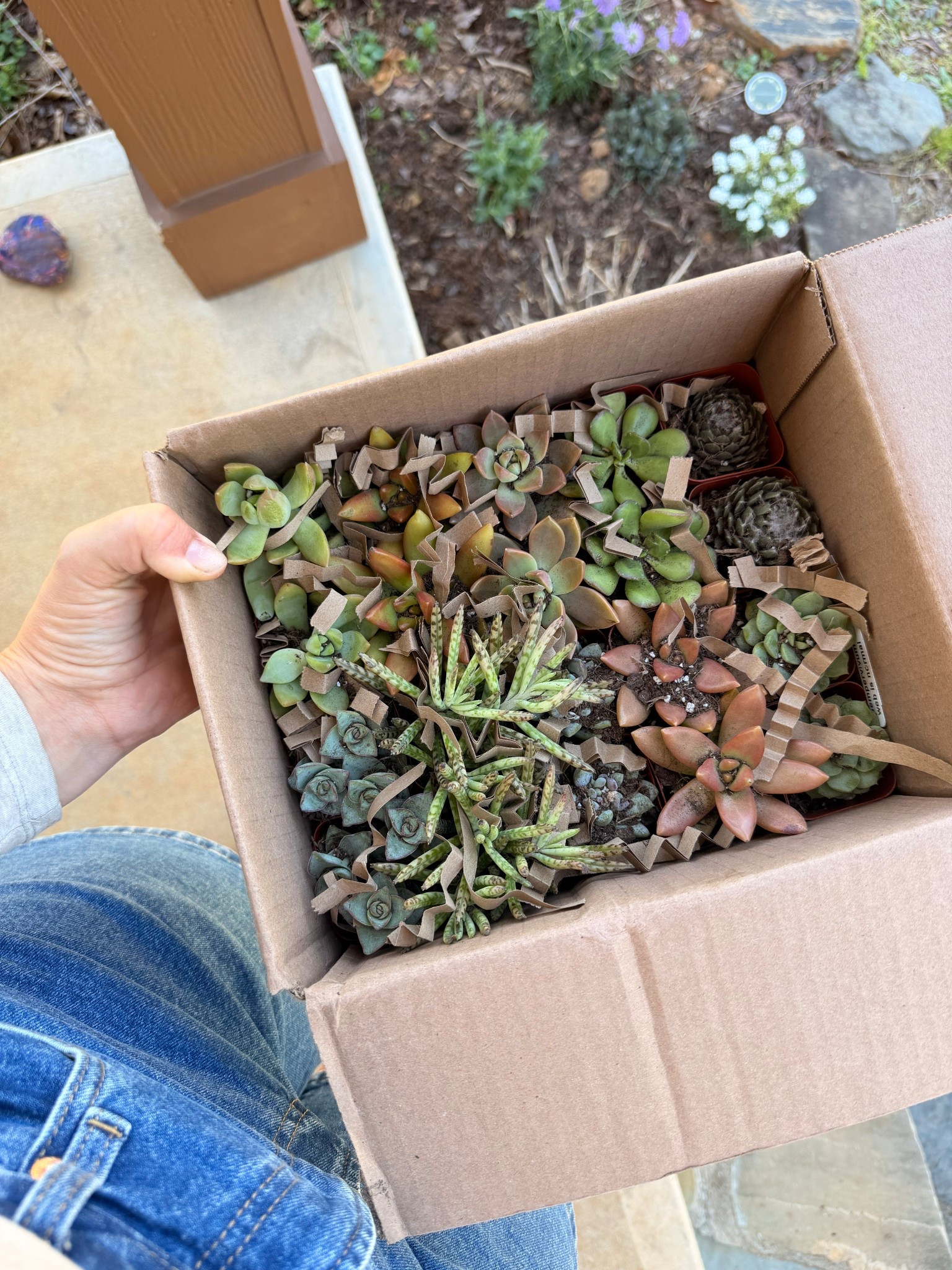 Adding a little life to my space 🌿 these Amazon succulents are the easiest way to make any corner feel cozy without the upkeep. Linking my exact set 🤍

#LTKdayinmylife #LTKHome #LTKSeasonal