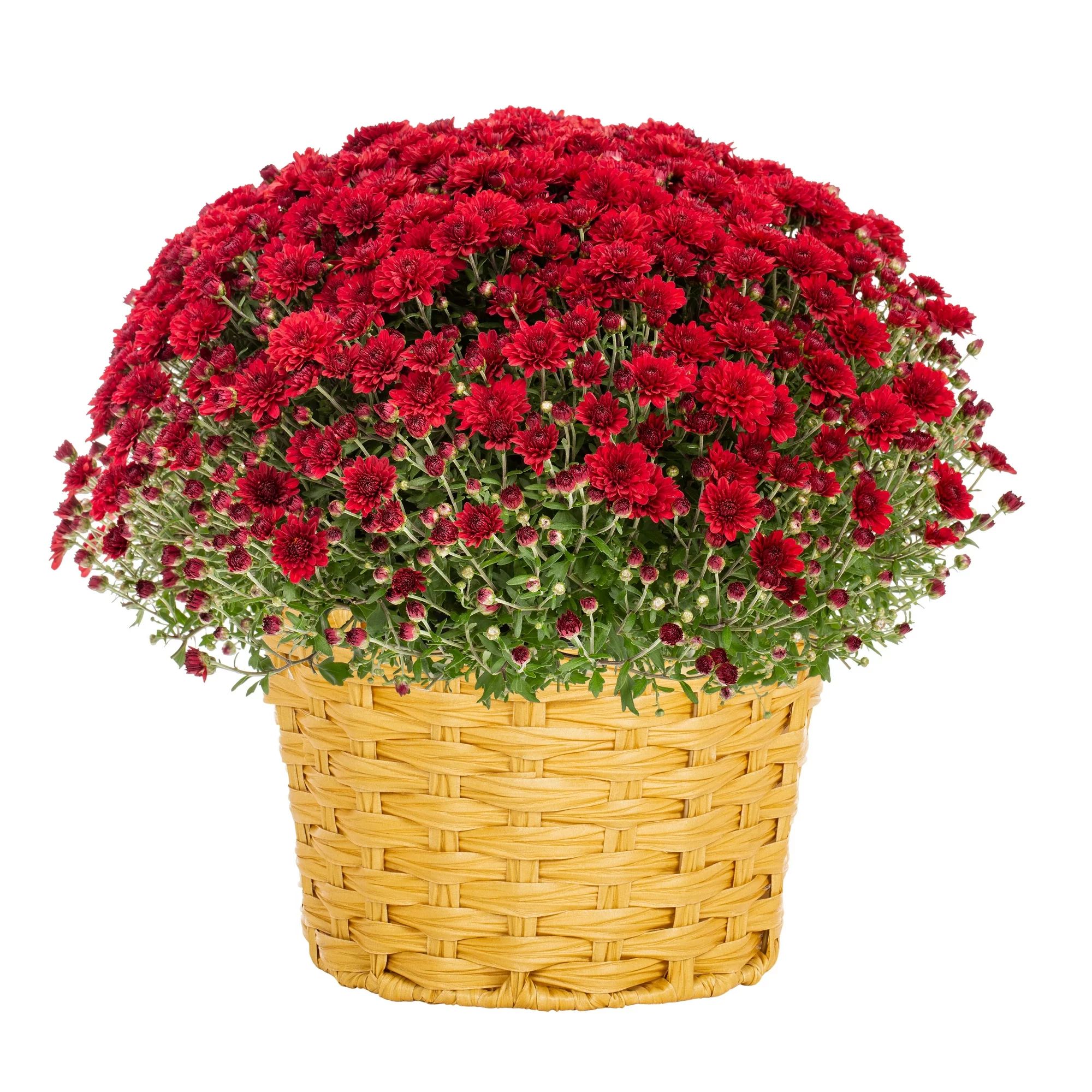 Better Homes & Gardens 2.5G Red Mum Live Plant Rattan Basket Full Sun - Walmart.com | Walmart (US)