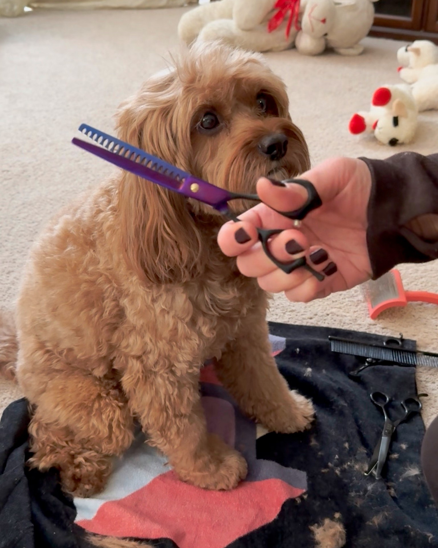 I trim Ollie in between grooms. All you really need is a small grooming kit. I’m not a professional groomer and you don’t need to be. The more you keep practicing the better you’ll get! Nice for when you’re traveling, too! 