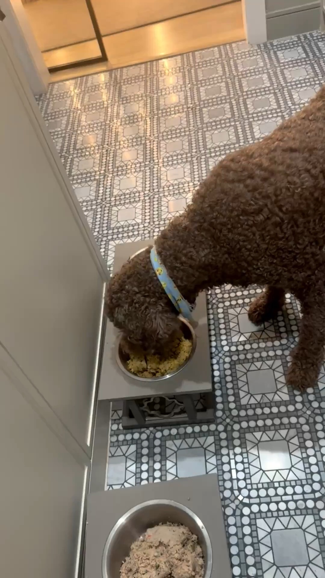 Conan loves this food! Get 60% off your first box of fresh dog food by using my link @‌thefarmersdog #TFDpartner #thefarmersdog

#LTKdayinmylife #LTKmorningroutine
