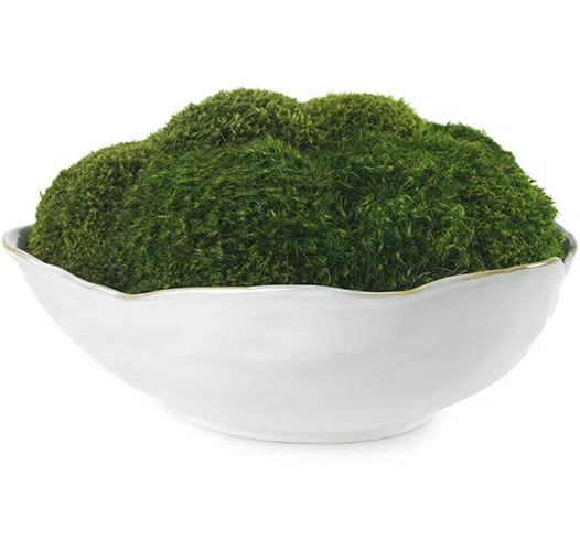 Diane James Home Moss in White Ceramic Bowl | Perigold | Perigold