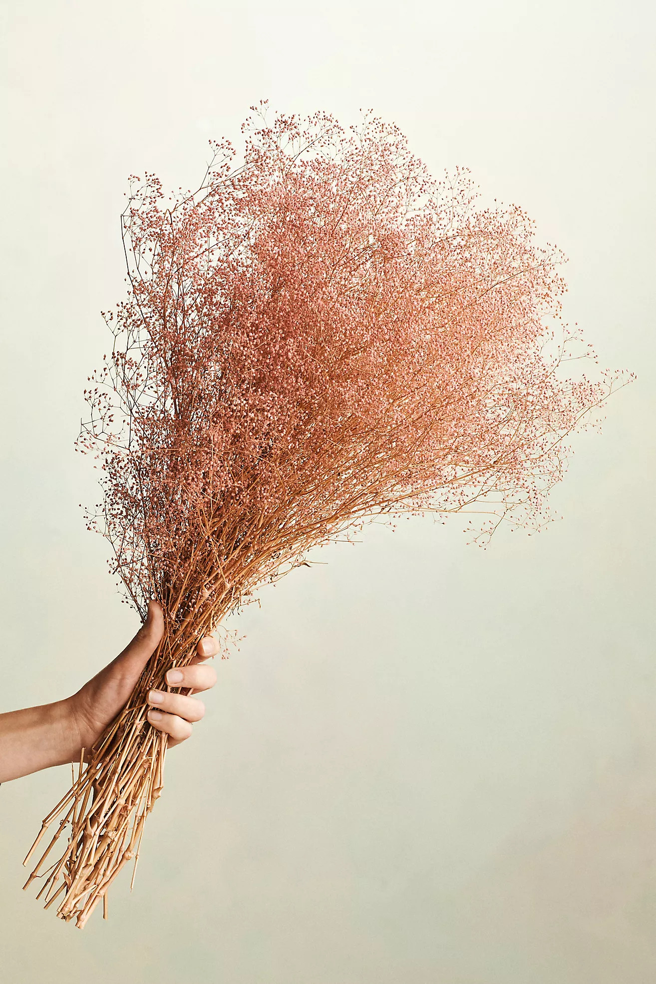 Dried Gypso Bunch | Anthropologie (US)