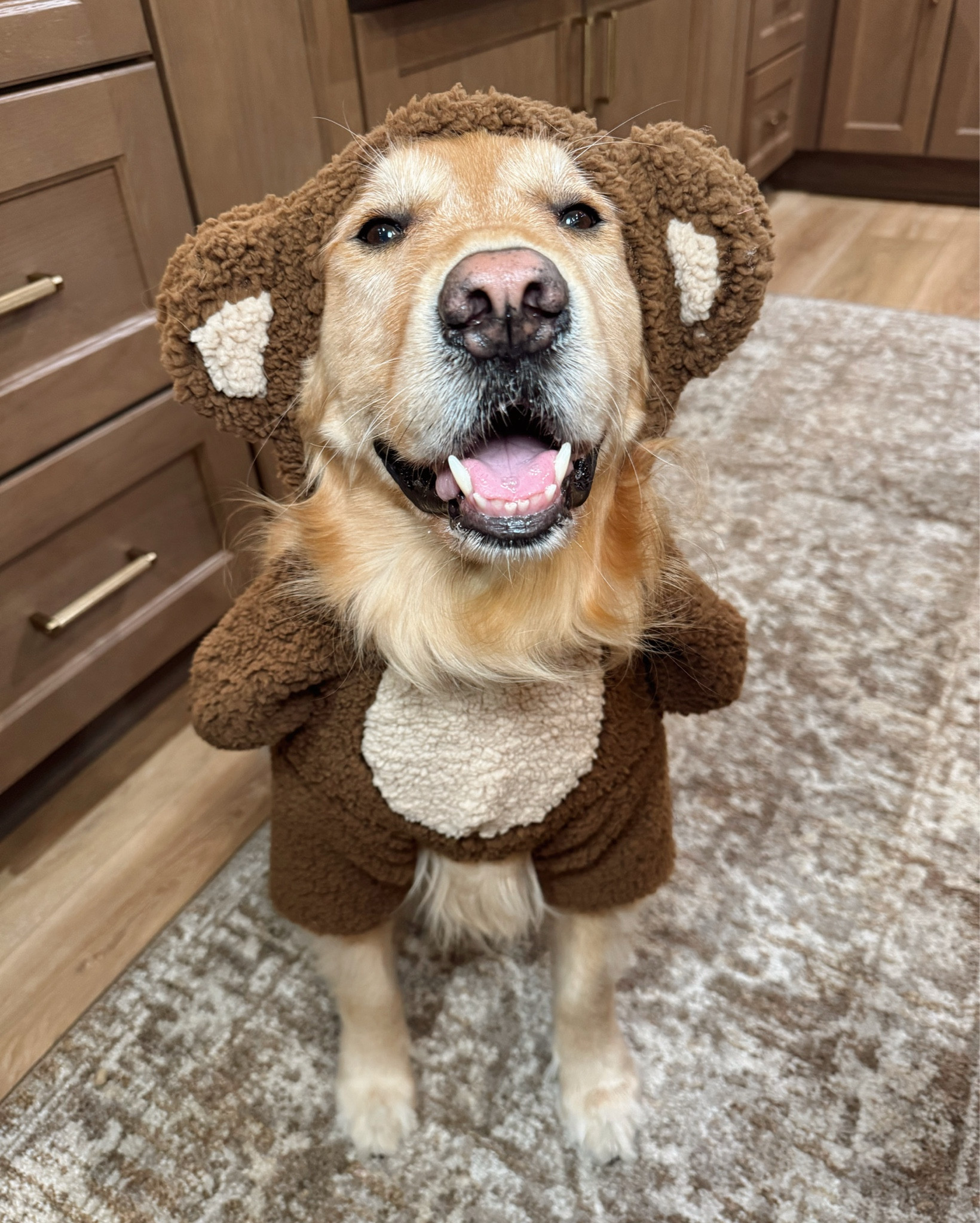 Spooky season w/ the goldens🐾👻🎃 we HAVE to try all the fits to decide their costumes! Shop some of our faves from @petco linked here! 

Bear costume sizing for both — large
Dinosaur on Kaiser — XXL
Shark on Kollyns — XL
Ballerina on Kollyns — L/XL

#Ad #PetcoPartner / Halloween / golden retriever / dog mom / Holley Gabrielle 

#LTKHalloween #LTKSeasonal #LTKPets