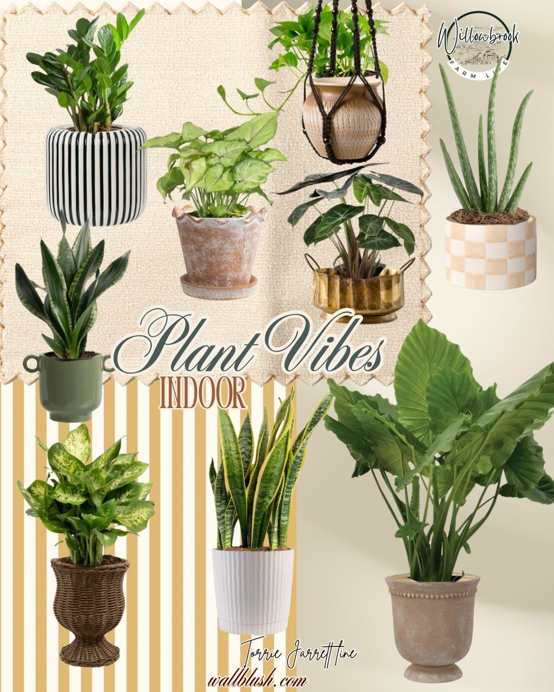 Rounded up some of my favorite indoor plants! They’re the perfect way to make fill a space and make it cozy! 

#LTKHome #LTKU #LTKSeasonal