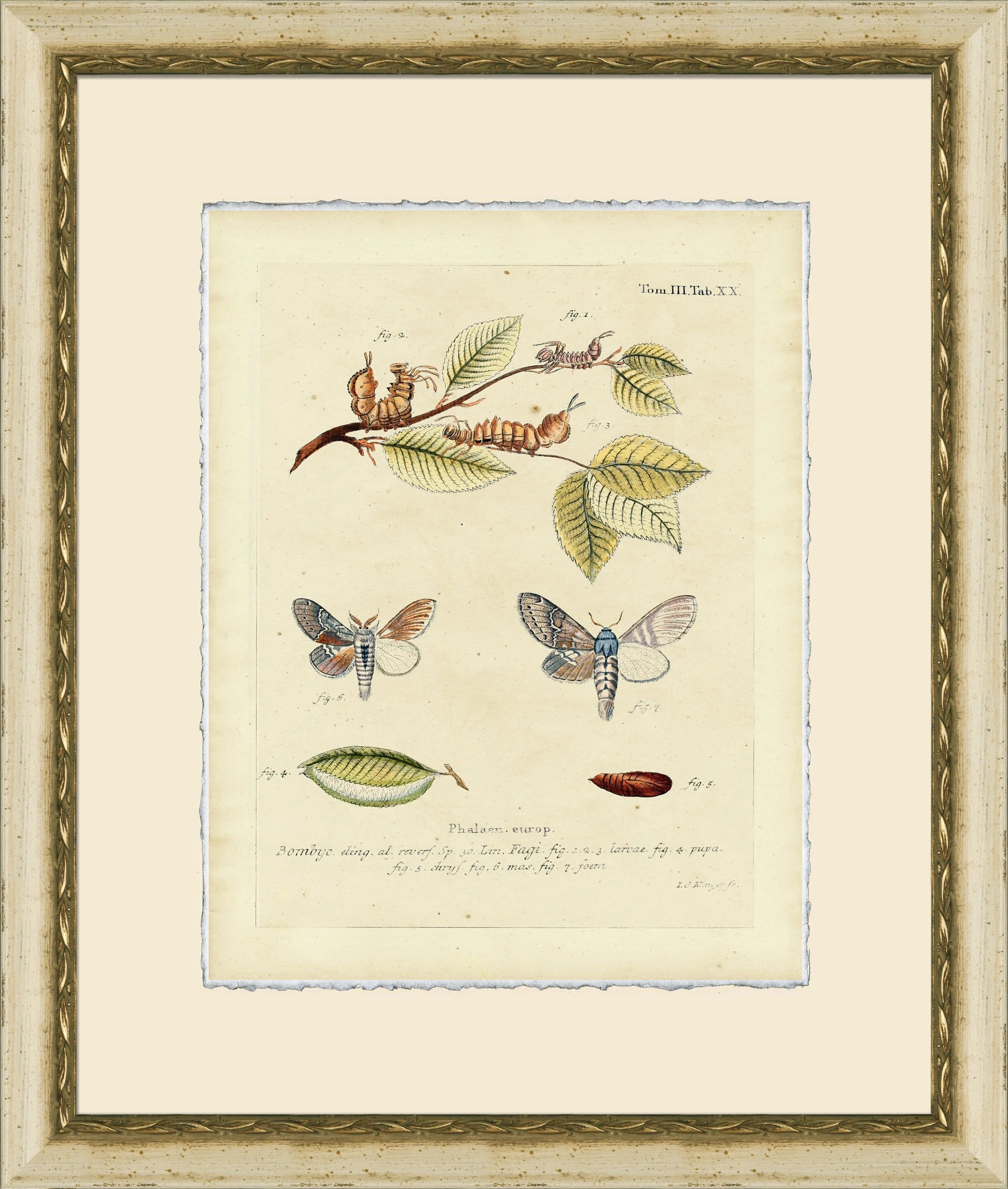 Wendover Art Group Small Moth Study " Small Moth Study V " | Wayfair | Wayfair North America