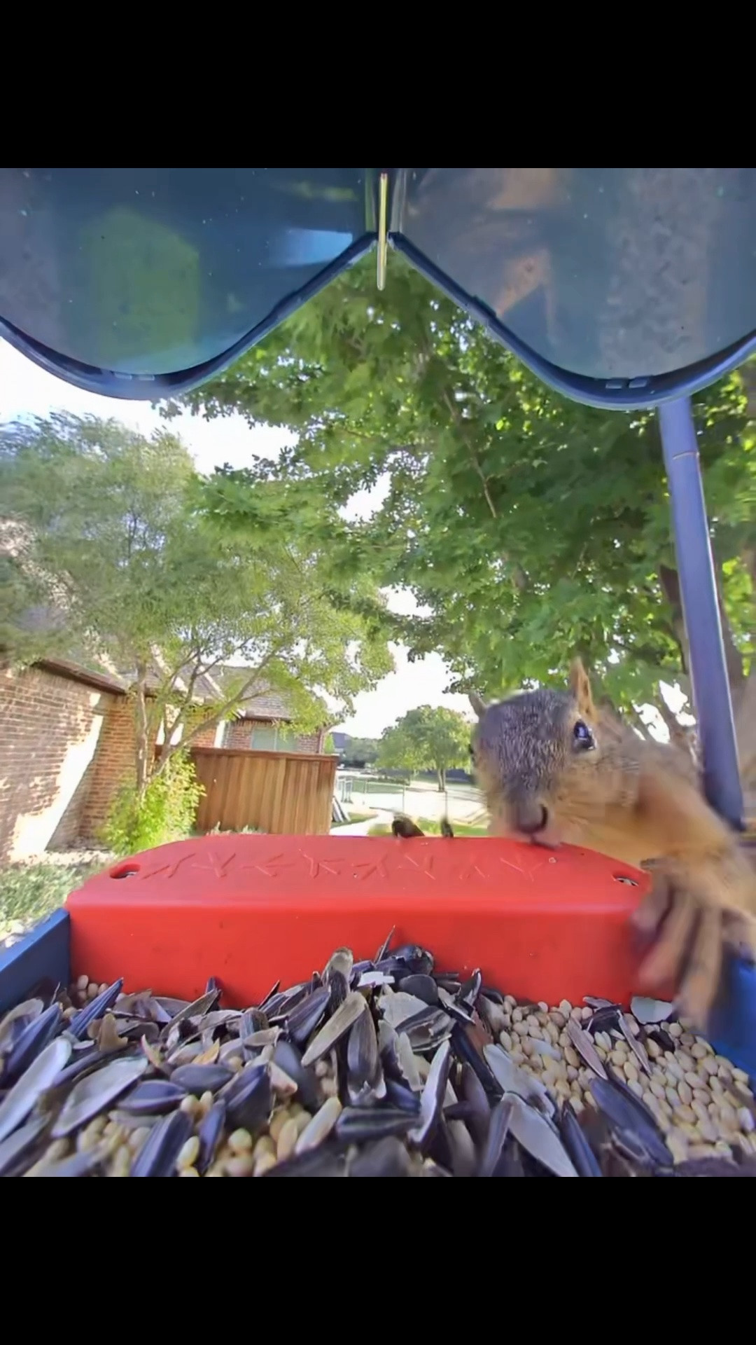 Another visitor to our Bird Buddy feeder. Not what we expected…

#LTKdayinmylife #LTKSaleAlert #LTKHome