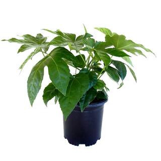 2.5 Qt. Japanese Aralia (Fatsia) Shrub Plant | The Home Depot