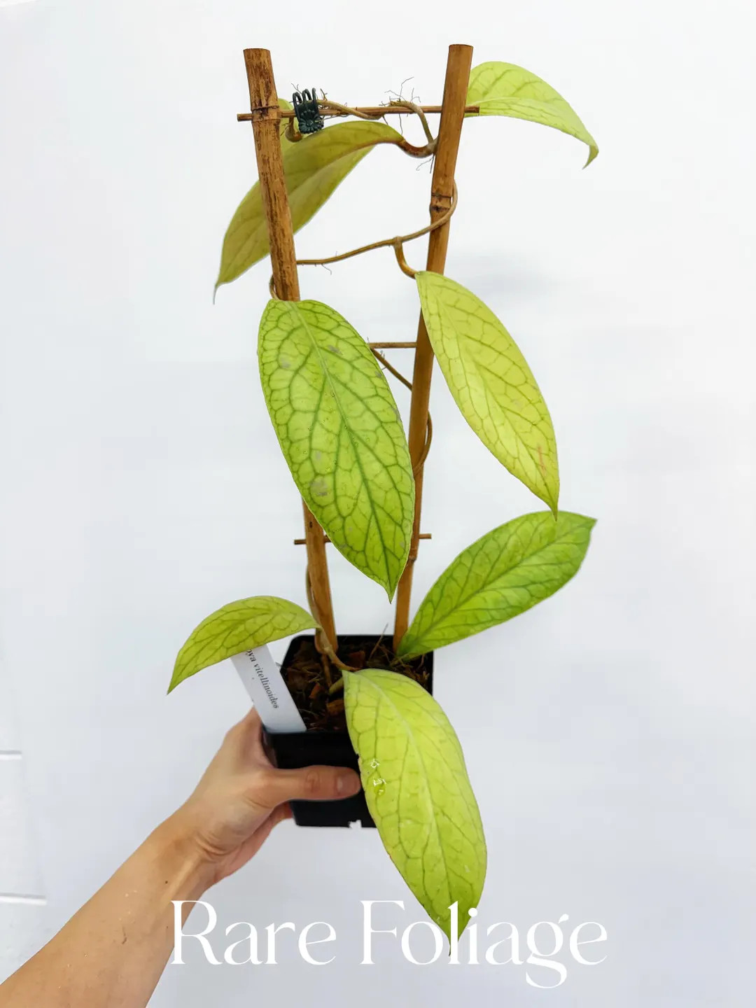 Hoya Vitellinoides Trellis 4" - US SELLER - Etsy | Etsy (US)