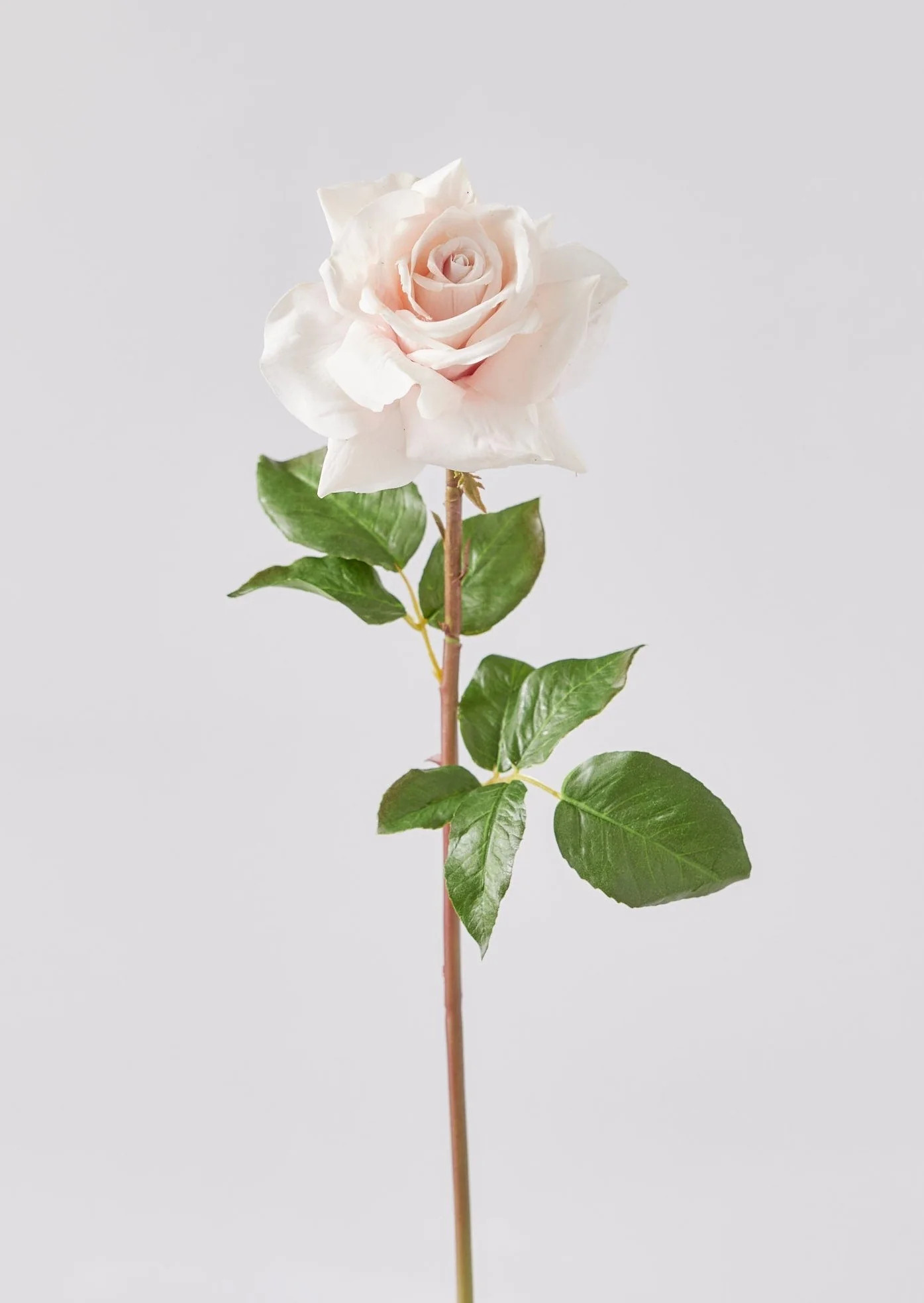 Real Touch Dutchess Rose in Blush - 20" | Afloral