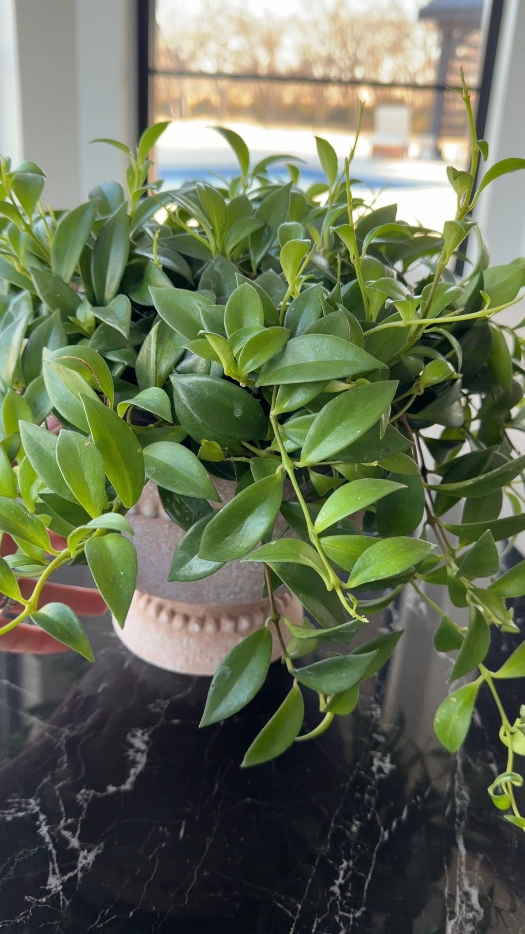 Exotic angel plant and My Texas House planter 

#LTKHome