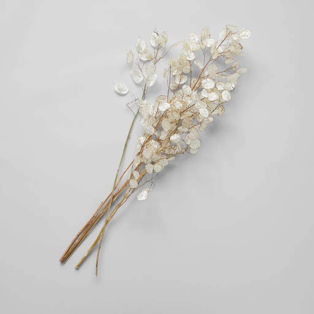 Lunaria | Bloomist