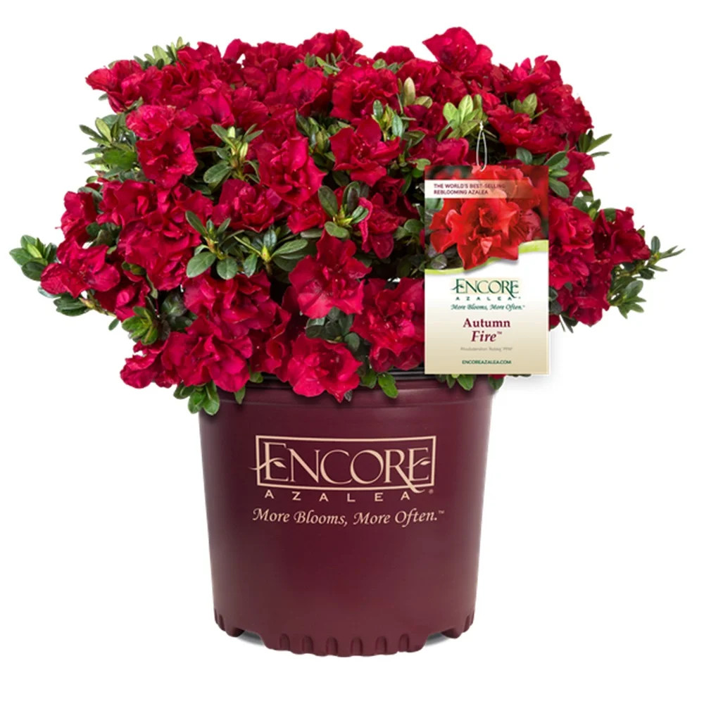 Encore Azalea Autumn Fire (1 Gallon) Red Flowering Shrub - Full Sun Live Outdoor Plant | Walmart (US)