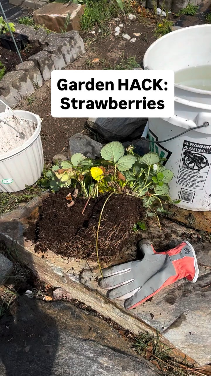 Let me show you how you can cheat the system and GROW more for LESS! 

Awesome Gloves & shovel trawl by @digzgardening 

Available on my LTk shop (link in bio) ✨