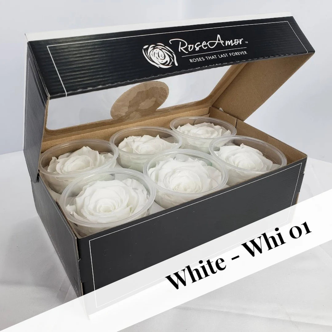 White Preserved Rose Six Packs - Etsy | Etsy (US)