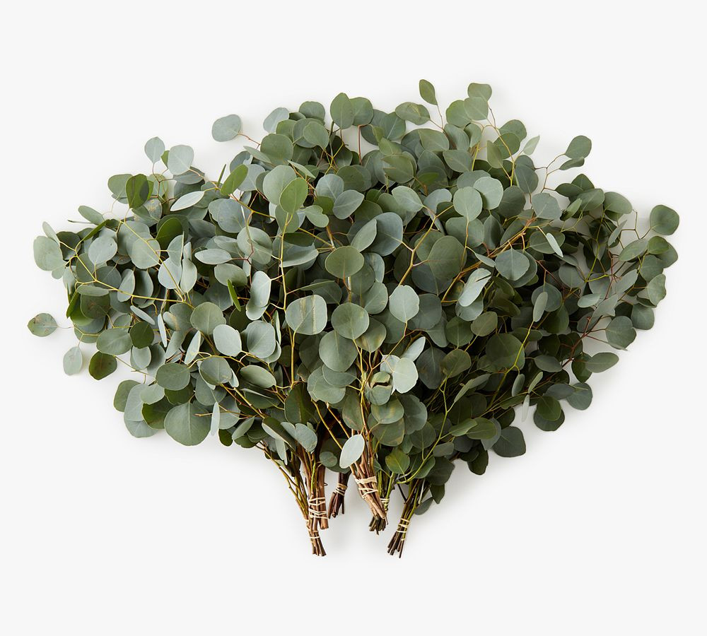 Live Silver Dollar Eucalyptus Branches | Pottery Barn (US)
