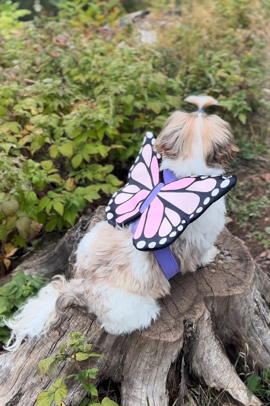 Dog butterfly costume 

#LTKkids #LTKGiftGuide #LTKSeasonal