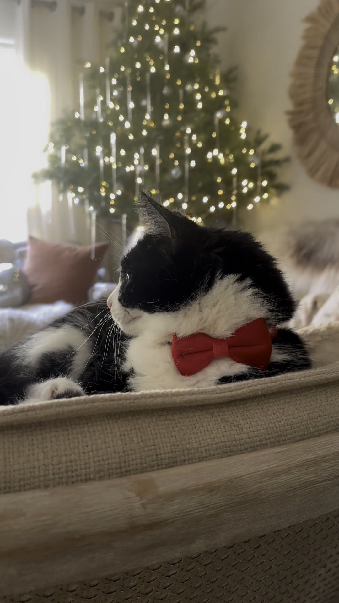I got my fur babies bow ties so they look festive too. And no Willy doesn’t hate it #catlover 

#LTKFamily #LTKKids #LTKHoliday