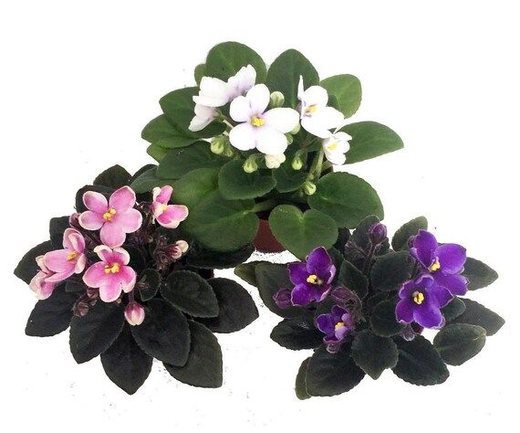 Miniature African Violet - 3 Plants/2" Pot - Great for Terrariums/Fairy Gardens | Etsy (US)