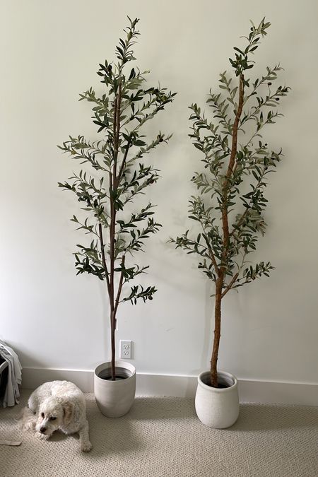 comparing my olive tree from nearly natural (left) with my olive tree from pottery barn (right)! the one from nearly natural is on sale for $89 and I would absolutely snag one! 

#LTKhome #LTKstyletip #LTKsalealert