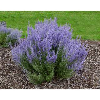 PROVEN WINNERS 3 Gal. Denim N Lace Perovskia Live Perennial Plant (1-Pack) PRSGE3DNL1PK - The Hom... | The Home Depot