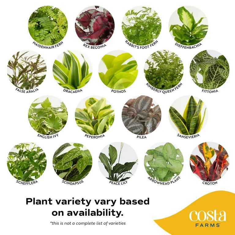 Best seller Plants with Benefits by Costa Farms 15" Foliage Assorted House Plant in 10" Grower Po... | Walmart (US)