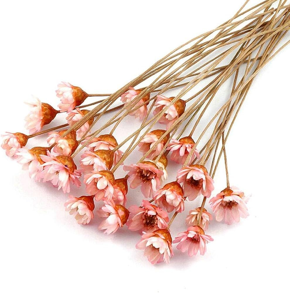 100 stems Natural Dry Flowers Brazilian Small Star Daisy Decorative Dried flowers Mini Daisy Cham... | Amazon (US)