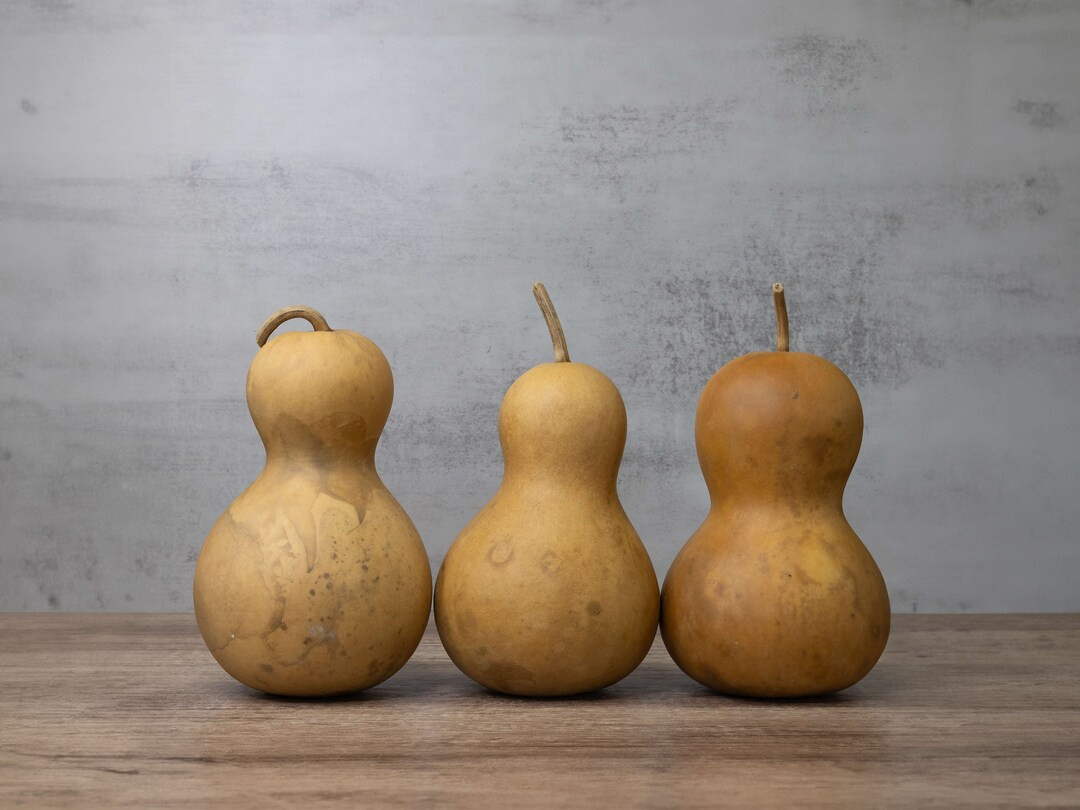 Box of 3 Bottle Gourds 5 Diameter, Dried Gourds for Crafts and Decor - Etsy | Etsy (US)