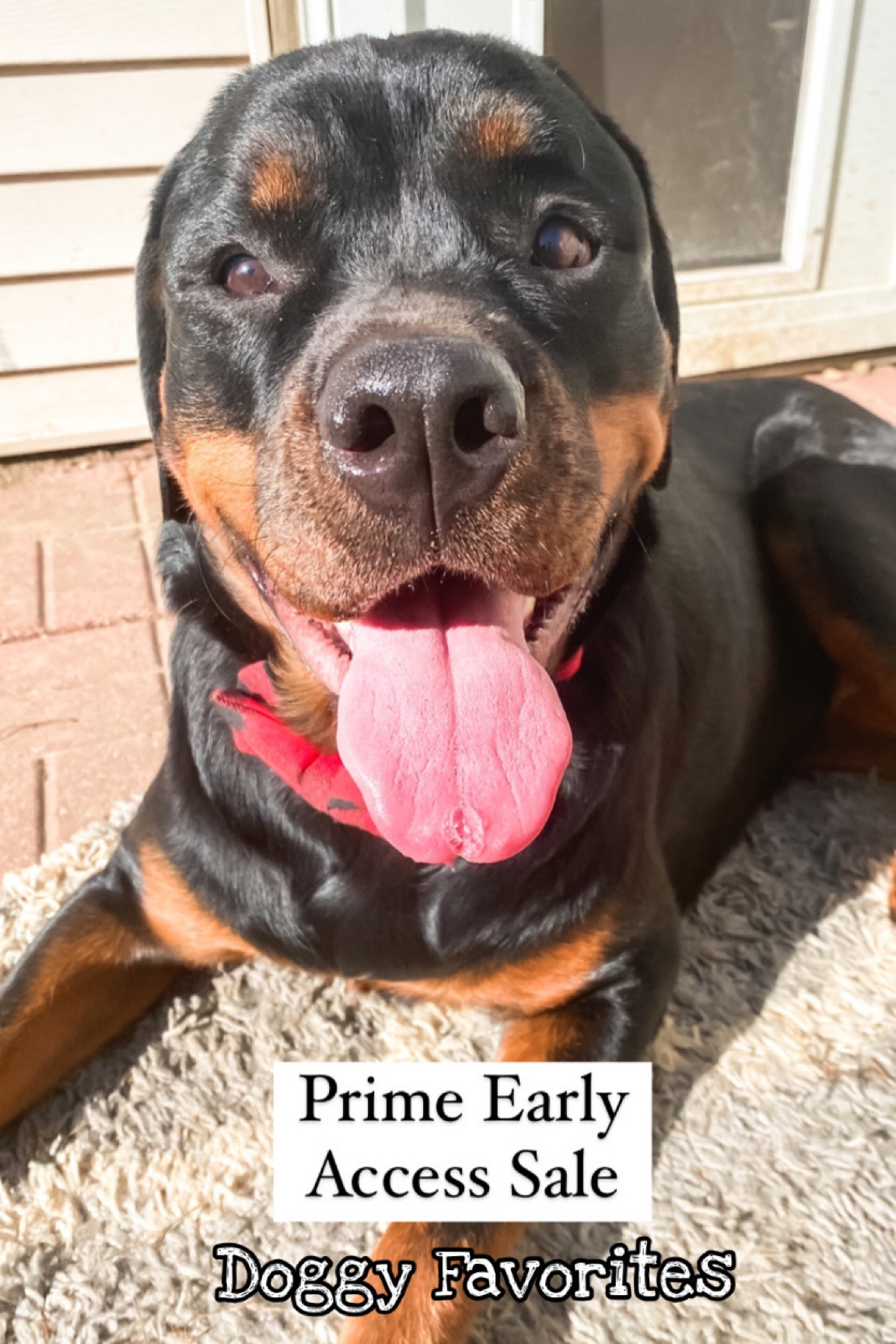 ✨Our favorite Dog Amazon Finds✨

amazon dog essentials | amazon pets | amazon dogs | amazon dog puzzles | dog mom | dog mama | lick mat | snuffle mat | treat dispenser | kong | west paw toppl | canine enrichment | dog brain games | dog recovery | TPLO surgery | foraging mat | interactive dog toys | dog beds | prime early access sale | dog leash 


#LTKhome #LTKunder50