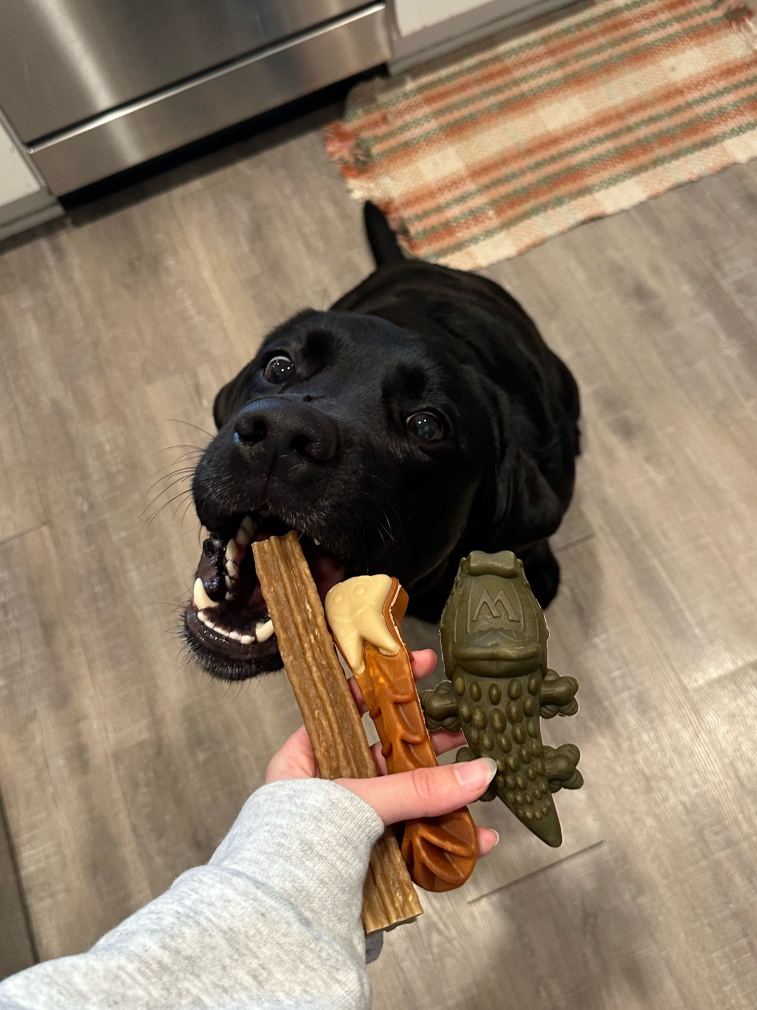 I love these dental chews for my pups! I like to get the variety pack so that they can choose which one they want each day 🫶🏼🐾

#LTKMostLoved #LTKhome