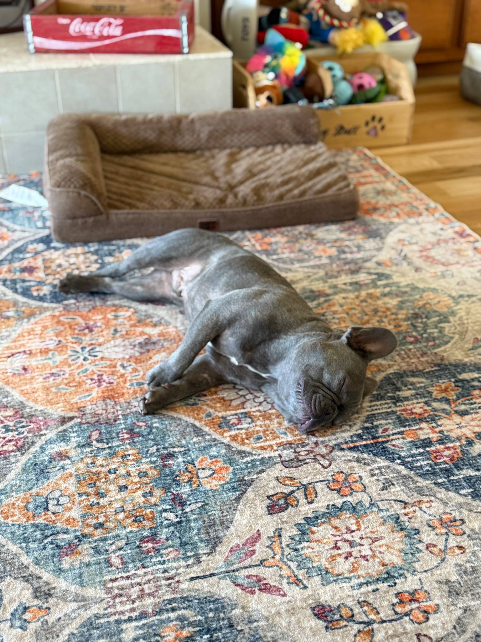 This is how you know it’s a good rug. 
Your dog chooses the rug over their orthopedic bed right behind them. 
And bc this rug is soft, stain and spill resistant, AND washable… I don’t mind and he is happy. 🥰

Use the following codes shopping @Lahome 
20% off : LALTK (valid on anything over $70) 
15% off: livinglargeinlilly15 

Happy Shopping! #petparent #parentRug #washablerug #discount #rugcode #lahomecode #livinglargeinlilly 

#LTKMothersDay #LTKHome #LTKmomlife