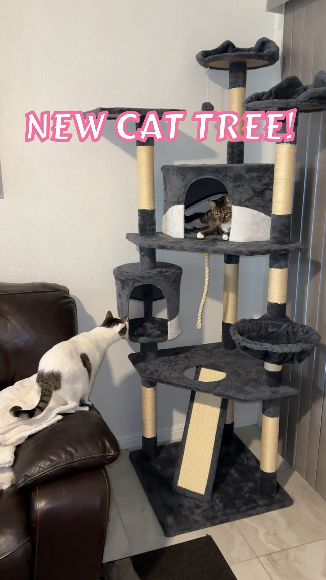 Love this cat tree from Walmart! 79” and it’s on sale! My cats loveee it 🥰

#LTKFindsUnder100 #LTKSaleAlert #LTKHome